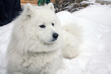 A white dog of the Samoyed husky breed lies against a background of white snow. A dog is a friend and companion of a person, Samoyeds are wonderful, affectionate, devoted friends.