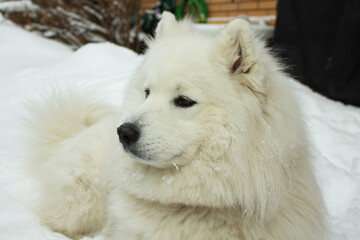 A white dog of the Samoyed husky breed lies against a background of white snow. A dog is a friend and companion of a person, Samoyeds are wonderful, affectionate, devoted friends.