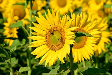 Obraz premium Sunflower natural background, Sunflower blooming, Close-up of sunflower