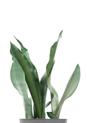 Close-up of the Sansevieria 