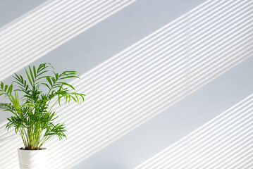 Tropical palm in white pot with light shadows on white concrete wall abstract blurred tropical background. Minimal scene for product display presentation