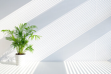 Tropical palm in white pot with light shadows on white concrete wall abstract blurred tropical background. Minimal scene for product display presentation