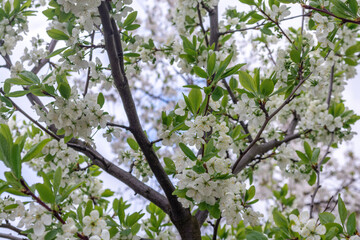 A plum blossom in the garden in spring. There are many white flowers on the branches of the tree.