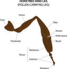 Honeybee hind leg. Pollen-carrying leg.