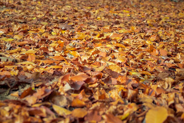 with leaves and fallen leaves cover forest floor in autumn