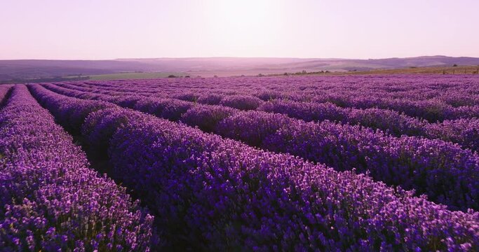 Lavender blooming flowers bright purple field aerial view drone flying back with blue sky sunset. Smooth rows of lavender plants. Last rays of sun. Lens flare. Lavender Oil Production. Aromatherapy