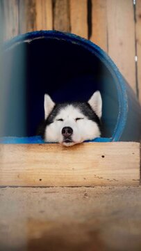 An adult black and white Siberian husky sleeps in a barrel booth.
