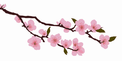Japanese cherry blossoms, sakura, spring flowers, vector illustration