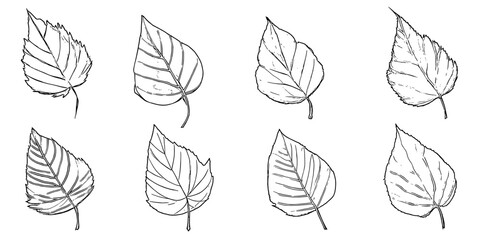 Leaves on a white background, vector illustration