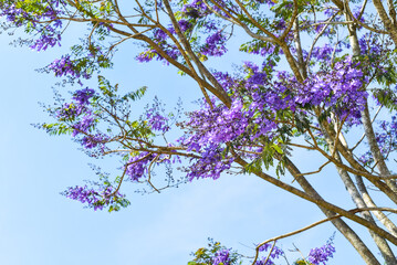 Branch of Jacaranda tree growing against blue sky in Da Lat Vietnam in spring