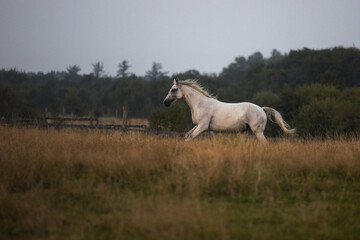 portrait of a white gray horse in summer in green leaves on the field