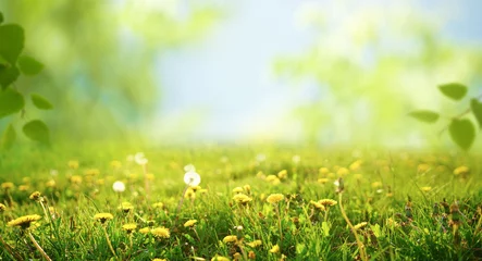 Papier Peint photo Autocollant Herbe Spring summer blurred natural background. Beautiful meadow field with fresh grass and yellow dandelion flowers against sky.