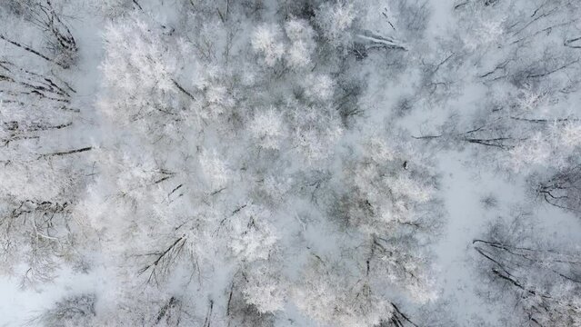 beautiful aerial top view of snowy winter forest with frozen trees