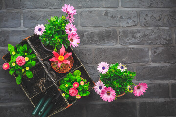 Springtime - plating and gardening concept, seedlings, plant and flowerpots
