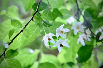 Flowers in the garden 