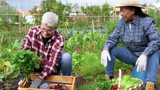 Multiracial senior women having fun gardening together - Ecological vegetable and harvest concept
