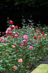 Obraz premium 旧古河庭園, 洋館, バラ