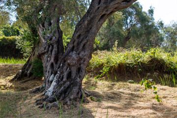 Old olive trees, tree trunk. Blurred background
