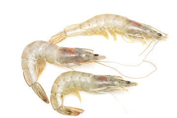 fresh large shrimp on a white background