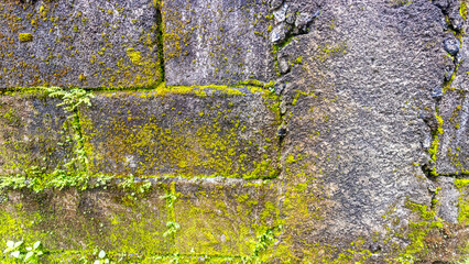 mossy brick wall in the background