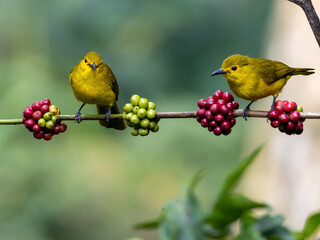 Yellow browed bulbul on coffee seeds perch acritillas indica