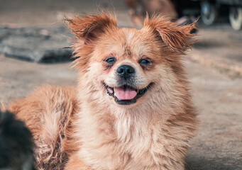 Portrait of dog in shelter waiting to be rescued and adopted to new home. Shelter for animals concept