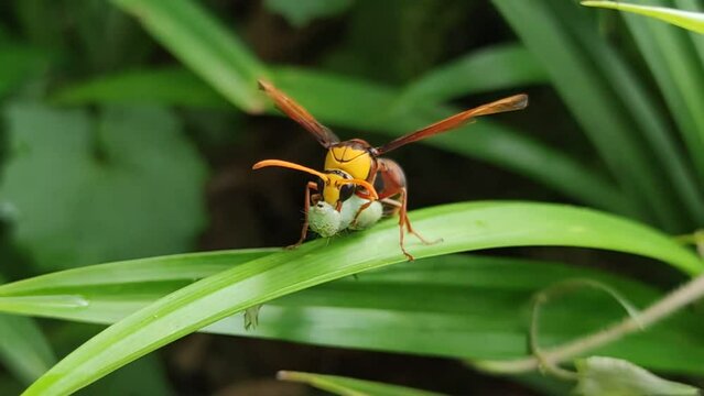 Potter wasps, the Eumeninae, are a cosmopolitan wasp group presently treated as a subfamily of Vespidae