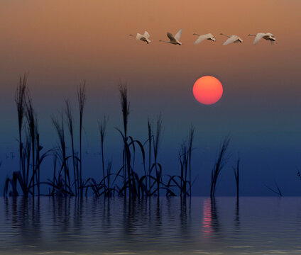 reeds and flying cranes with sunrise background