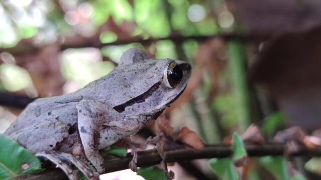  Close up shot of an olive coloured frog croaking and ribbiting in a UK leafy green