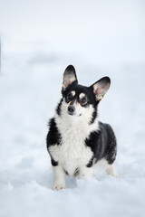 Corgi dog in the snow. Dog in winter. Dog in nature.