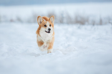 Corgi dog in the snow. Dog in winter. Dog in nature.