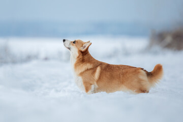 Corgi dog in the snow. Dog in winter. Dog in nature.