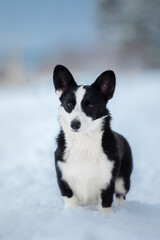 Corgi dog in the snow. Dog in winter. Dog in nature.