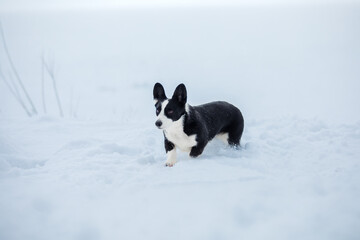 Corgi dog in the snow. Dog in winter. Dog in nature.