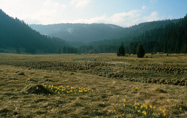 Jonquille, Tourbière, Belbriette, Parc Naturel Régional des Ballons des Vosges,site natura 2000, Vosges, 88, France © JAG IMAGES