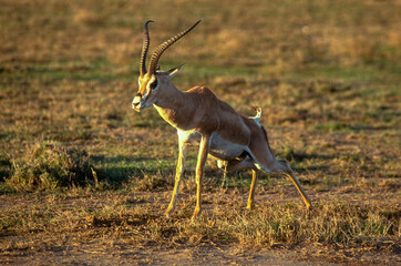 Gazelle de Grant, Nanger granti