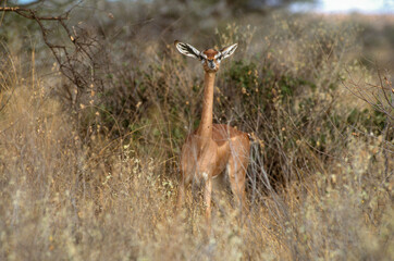 Gazelle de Waller, antilope girafe, gérénuk, Litocranius walleri, Parc national de Samburu, Kenya, Afrique