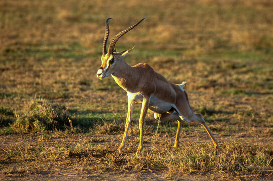 Gazelle de Grant, Nanger granti