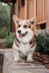 Happy and active purebred Welsh Corgi dog outdoors in the grass