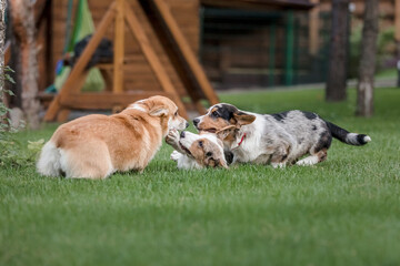 Happy and active purebred Welsh Corgi dog outdoors in the grass