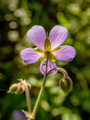 Fototapeta premium Southern Urals, blooming meadow geranium (Geranium pratense) in the meadow.