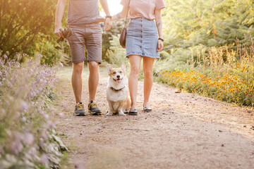Fototapeta premium Cute Welsh Corgi dog outdoor. Dog portrait Pet on a walk. Beautiful funny corgi dog breed