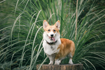 Cute Welsh Corgi dog outdoor. Dog portrait Pet on a walk. Beautiful funny corgi dog breed