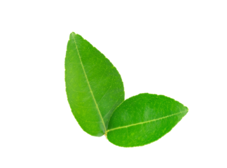 Green lemon leaf  isolated on transparent background, PNG File