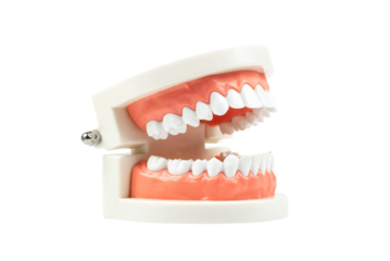 Teeth model on transparent background, High definition, Mockup teeth, PNG File