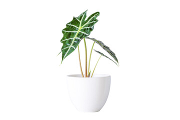 Alocasia sanderiana Bull or Alocasia Plant in white ceramic pot on transparent background. Alocasia sanderiana bull with large green leaves air purifier plant indoor, living room, PNG File