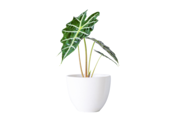 Alocasia sanderiana Bull or Alocasia Plant in white ceramic pot on transparent background. Alocasia sanderiana bull with large green leaves air purifier plant indoor, living room, PNG File