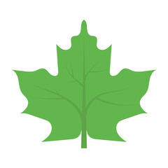 nature and ecology leaf and green