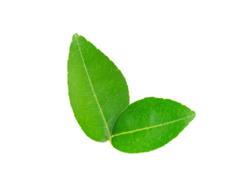 Green lemon leaf  isolated on transparent background, PNG File