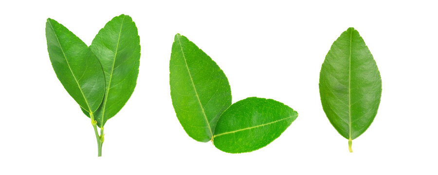 Green lemon leaf  isolated on transparent background, PNG File